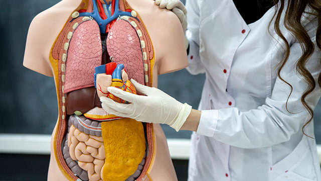 Fakta Ilmiah Tubuh Manusia